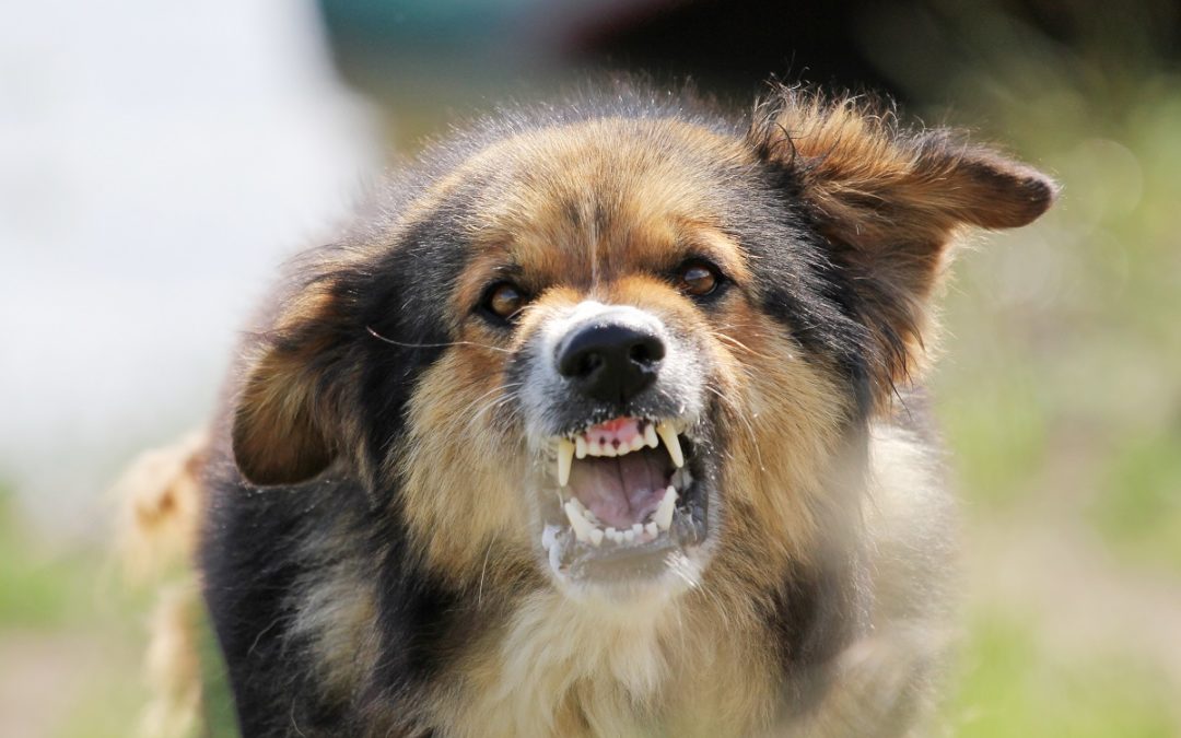 A Brief Guide to Dog Bite Claims in Texas